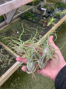 Tillandsia Caput-medusae- Set of 5 Small Plants