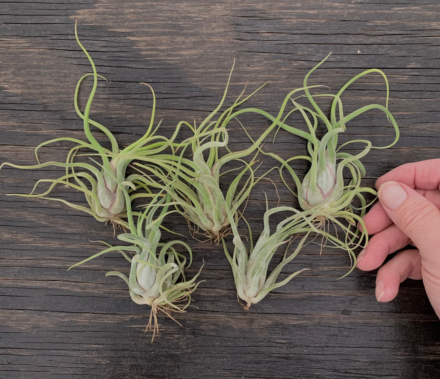 Tillandsia Caput-medusae- Set of 5 Small Plants