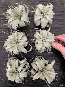 Tillandsia Xerographica - Small Single Plants