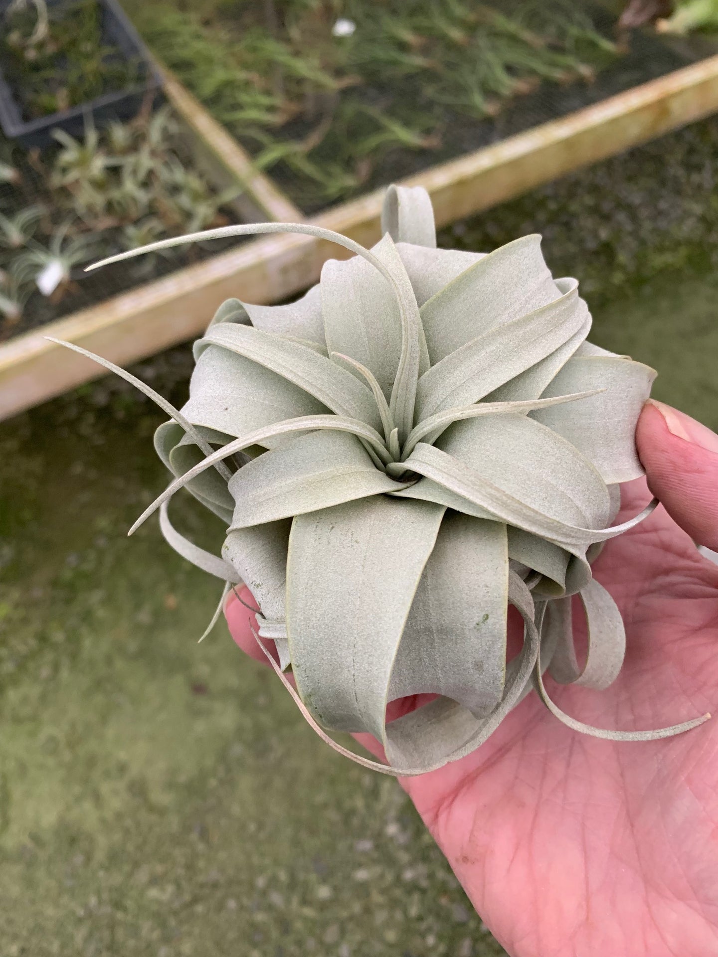 Tillandsia Xerographica - Small Single Plants