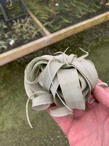 Tillandsia Xerographica - Small Single Plants