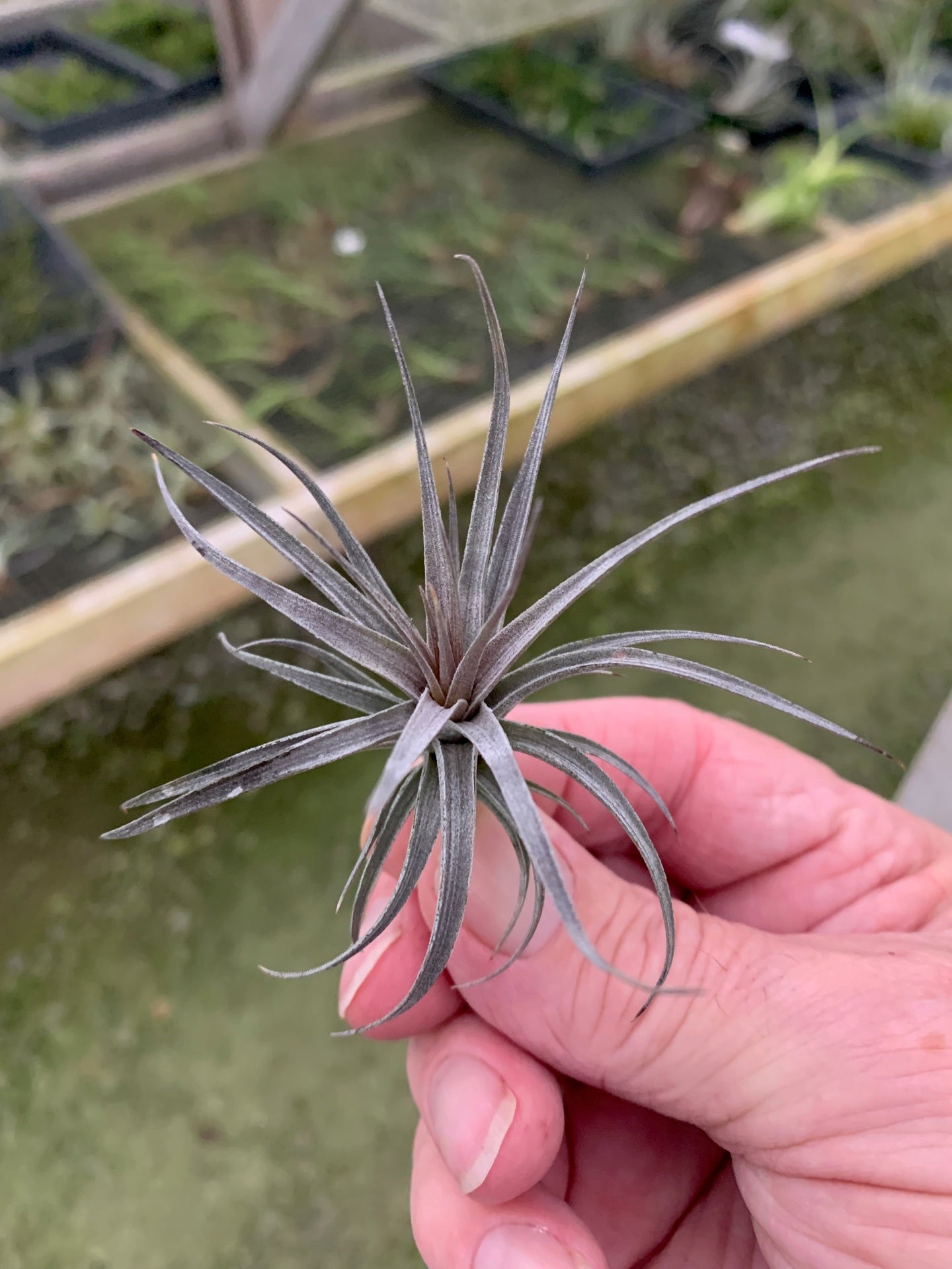 Tillandsia aeranthos Amethyst X-Single Plants