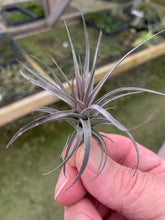 Load image into Gallery viewer, Tillandsia aeranthos Amethyst X-Single Plants