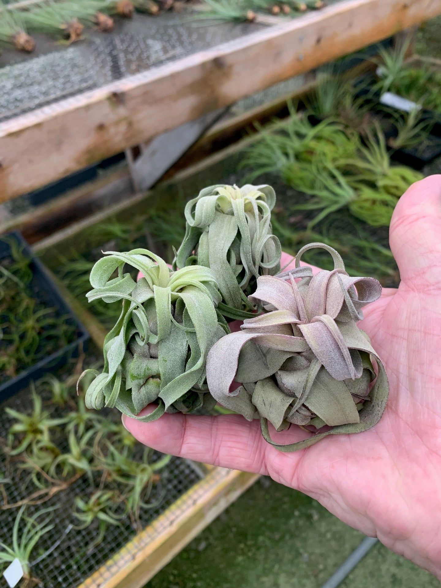 Tillandsia Streptophylla-5 Small Extra Curly Plants