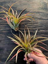 Load image into Gallery viewer, Tillandsia capitata guzmanoides