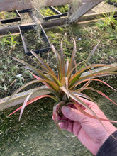 Load image into Gallery viewer, Tillandsia capitata guzmanoides