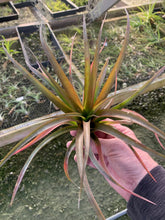 Load image into Gallery viewer, Tillandsia capitata guzmanoides