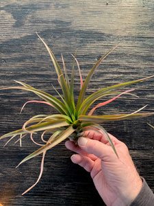 Tillandsia capitata guzmanoides