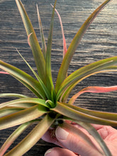 Load image into Gallery viewer, Tillandsia capitata guzmanoides