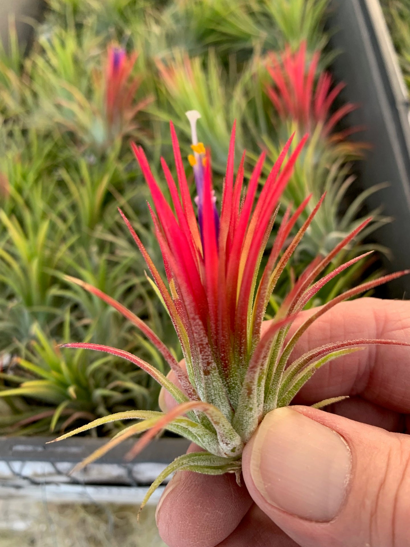 Tillandsia Ionantha fuego -5 Plants