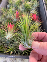 Load image into Gallery viewer, Tillandsia Ionantha fuego -5 Plants