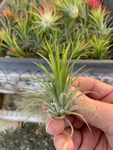 Tillandsia Ionantha fuego -5 Plants