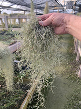 Load image into Gallery viewer, Tillandsia usneoides-&quot;Silver Sage&quot; -Large Portion