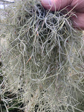 Load image into Gallery viewer, Tillandsia usneoides-&quot;Silver Sage&quot; -Large Portion