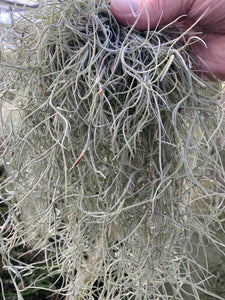 Tillandsia usneoides-"Silver Sage" -Large Portion