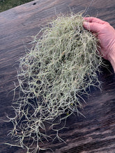 Load image into Gallery viewer, Tillandsia usneoides-&quot;Silver Sage&quot; -Large Portion