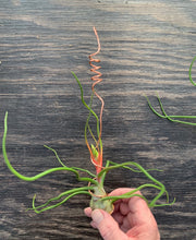 Load image into Gallery viewer, Tillandsia bulbosa-Large Belize Form in Bloom with hanger