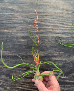 Tillandsia bulbosa-Large Belize Form in Bloom with hanger