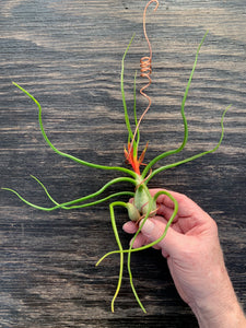 Tillandsia bulbosa-Large Belize Form in Bloom with hanger