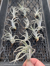 Load image into Gallery viewer, Tillandsia mitlaensis v. tulensis