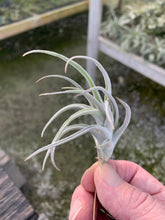 Load image into Gallery viewer, Tillandsia mitlaensis v. tulensis