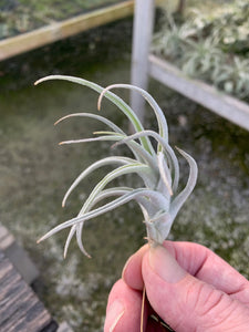 Tillandsia mitlaensis v. tulensis