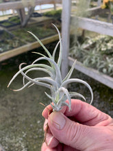 Load image into Gallery viewer, Tillandsia mitlaensis v. tulensis