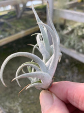 Load image into Gallery viewer, Tillandsia mitlaensis v. tulensis