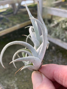 Tillandsia mitlaensis v. tulensis