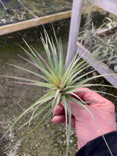 Load image into Gallery viewer, Tillandsia Stricta Sterling