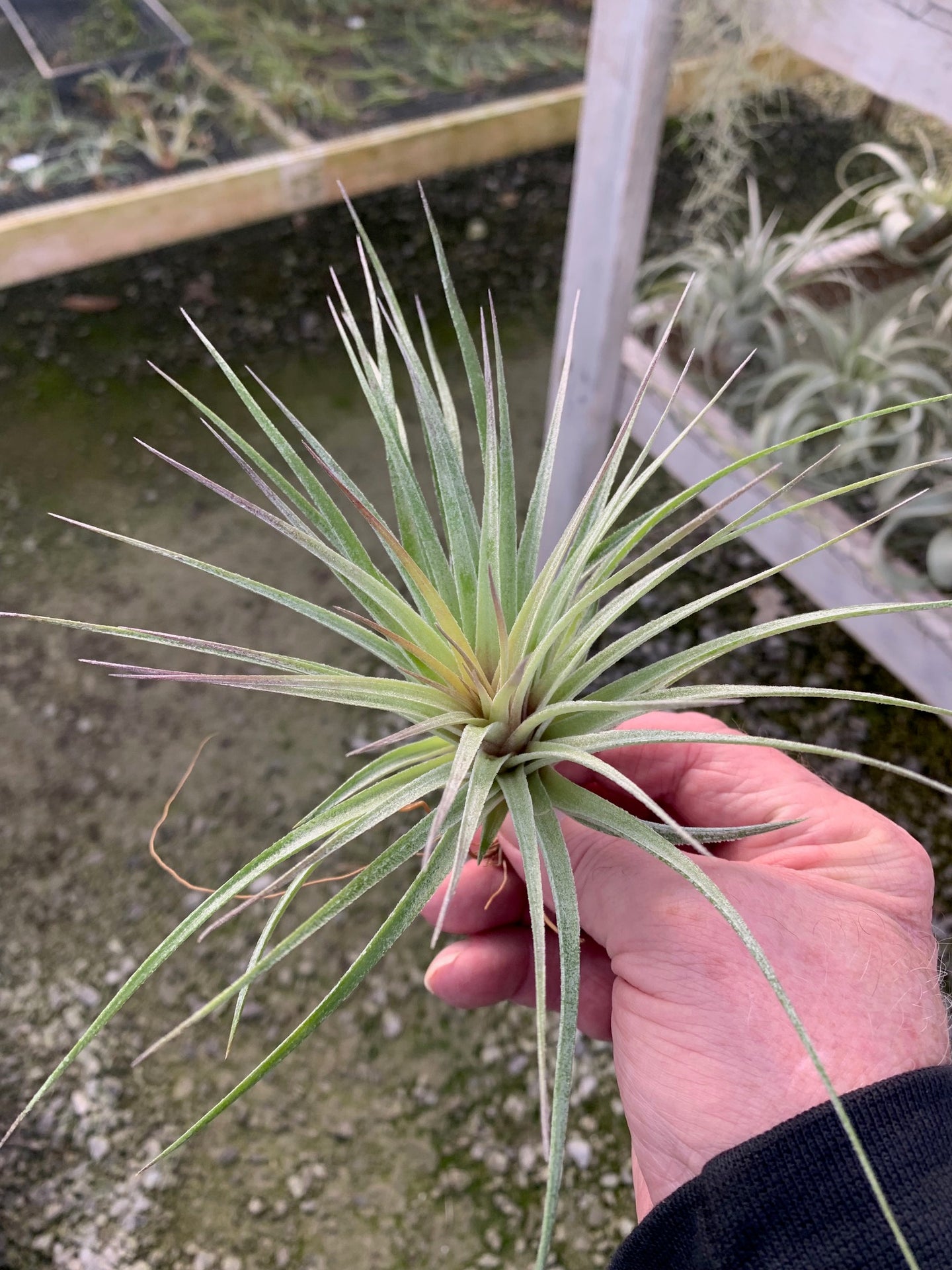 Tillandsia Stricta Sterling