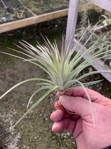 Tillandsia Stricta Sterling