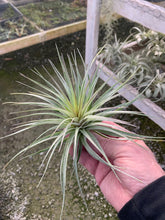 Load image into Gallery viewer, Tillandsia Stricta Sterling