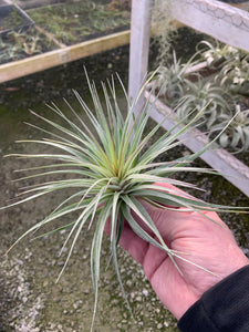 Tillandsia Stricta Sterling