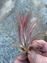 Load image into Gallery viewer, Tillandsia ionantha &quot;Purple Heart&quot;-Single plants