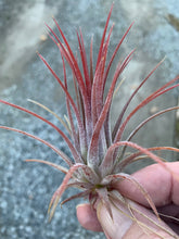 Load image into Gallery viewer, Tillandsia ionantha &quot;Purple Heart&quot;-Single plants