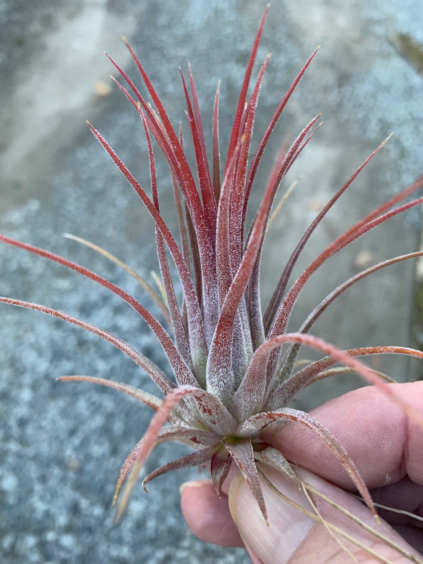 Tillandsia ionantha 