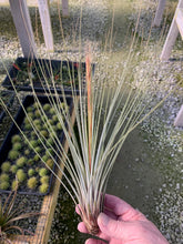 Load image into Gallery viewer, Tillandsia juncea -Large 12-14 in. Plants