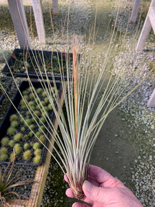 Tillandsia juncea -Large 12-14 in. Plants