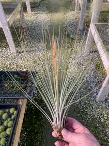 Tillandsia juncea -Large 12-14 in. Plants