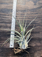 Load image into Gallery viewer, Tillandsia &quot;Lucille&quot;-Ehlersiana x streptophylla -Specimen plant 11 inches tall