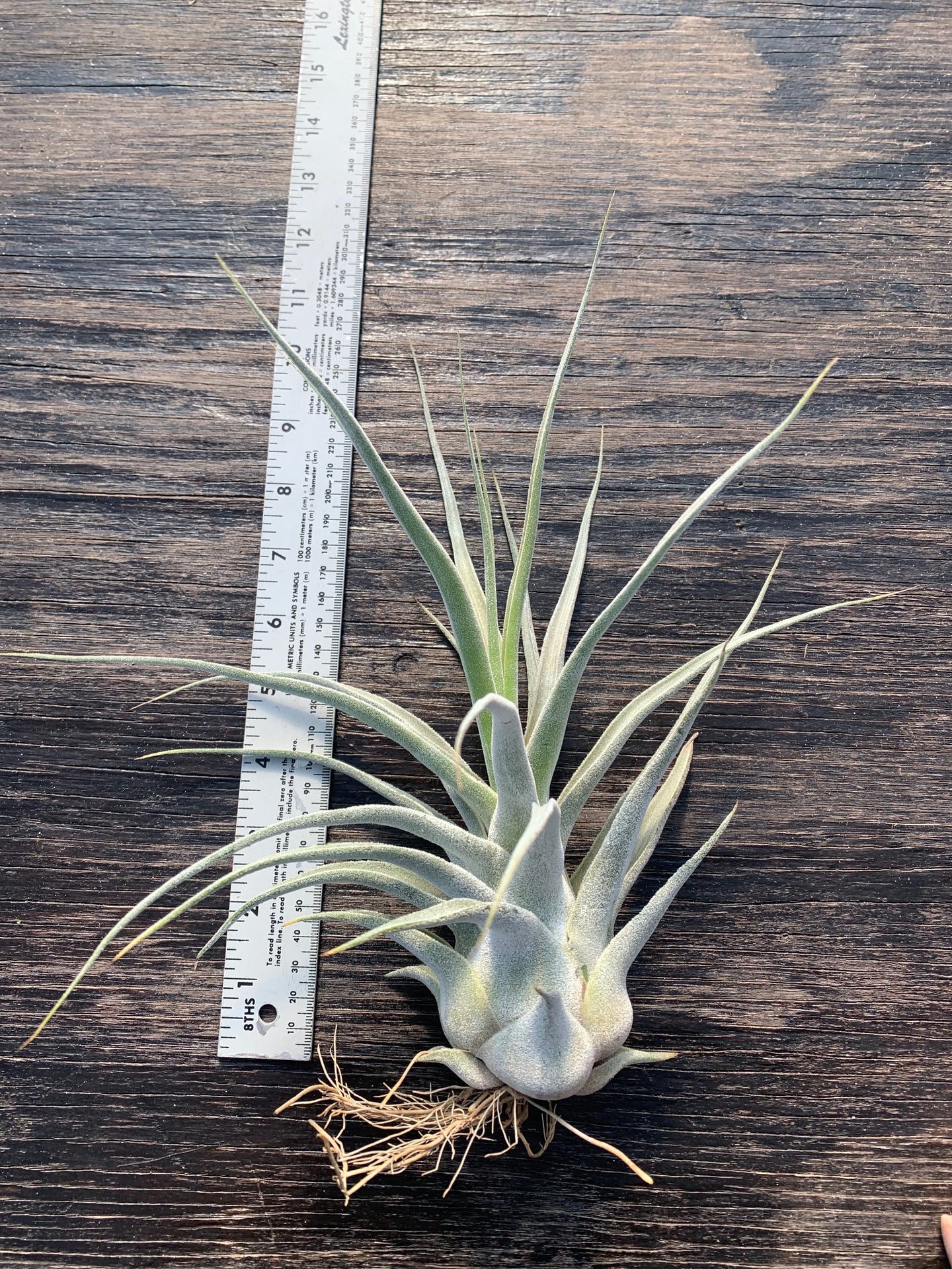 Tillandsia 