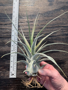 Tillandsia "Lucille"-Ehlersiana x streptophylla -Specimen plant 11 inches tall