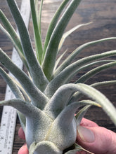 Load image into Gallery viewer, Tillandsia &quot;Lucille&quot;-Ehlersiana x streptophylla -Specimen plant 11 inches tall