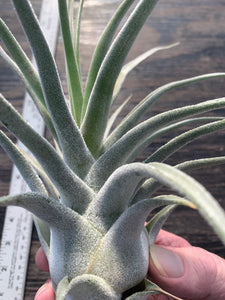 Tillandsia "Lucille"-Ehlersiana x streptophylla -Specimen plant 11 inches tall