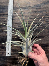 Load image into Gallery viewer, Tillandsia &quot;Lucille&quot;-Ehlersiana x streptophylla -Specimen plant 11 inches tall