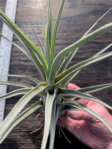 Tillandsia "Lucille"-Ehlersiana x streptophylla -Specimen plant 11 inches tall