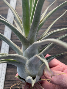 Tillandsia "Lucille"-Ehlersiana x streptophylla -Specimen plant 11 inches tall