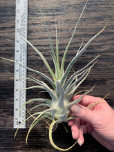 Load image into Gallery viewer, Tillandsia &quot;Lucille&quot;-Ehlersiana x streptophylla -Specimen plant 11 inches tall