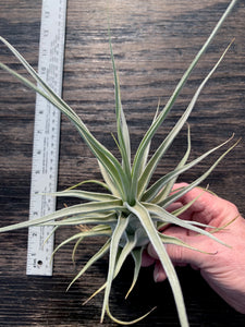 Tillandsia "Lucille"-Ehlersiana x streptophylla -Specimen plant 11 inches tall